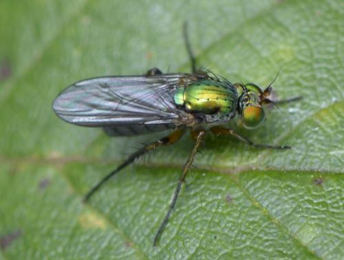 Poecilobothrus chrysozygos